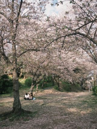 🌸 Fukuoka Itoshima: Sakura and the Sea