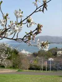 Temiya Park Sakura | Otaru's Seaside Cherry Blossom Haven