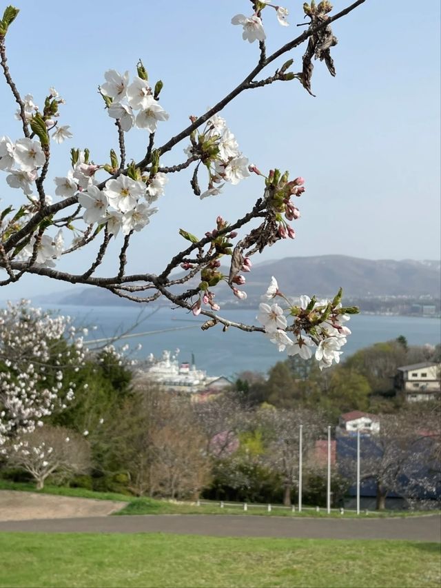 Temiya Park Sakura | Otaru's Seaside Cherry Blossom Haven