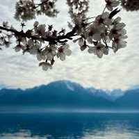 Cherry Blossoms by Lake Geneva: A Stunning Spring Spectacle