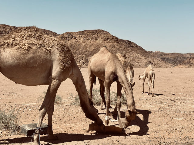 約旦🇯🇴的死海及瓦地倫