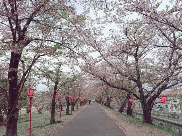 廣島賞櫻：住吉堤防敷櫻並木