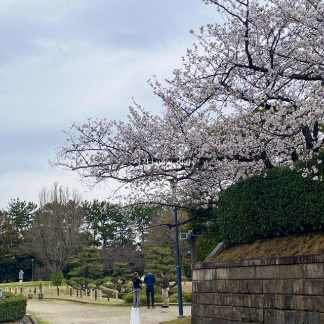 일본 3대 성에도 언급되는 나고야성은 필수여행지!🏯