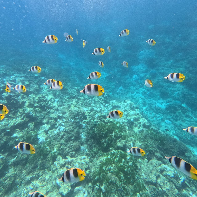 괌 해외여행 필수코스, 돌핀 크루즈 호핑투어 🐬