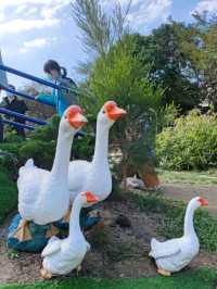 #鵝媽媽『鵝童樂園』