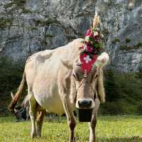 A Celebration of Alpine Tradition: My Day at the Alpabfahrt in Switzerland