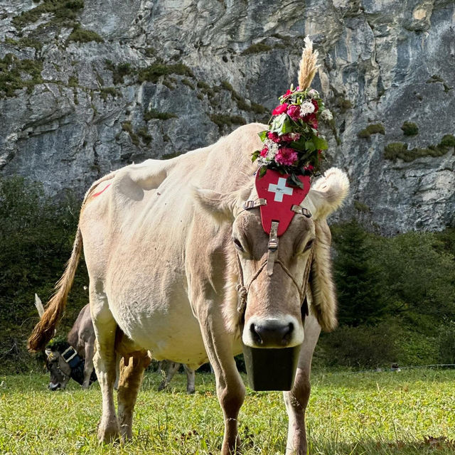 A Celebration of Alpine Tradition: My Day at the Alpabfahrt in Switzerland