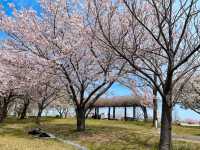 福岡海濱公園賞櫻---Minato 100 Nen Parkみなと100年公園