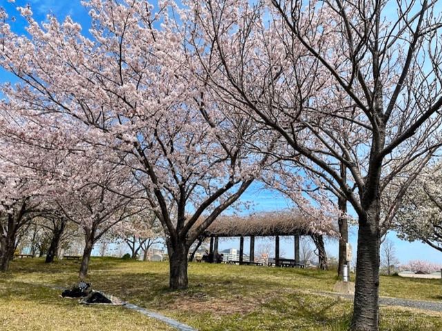福岡海濱公園賞櫻---Minato 100 Nen Parkみなと100年公園