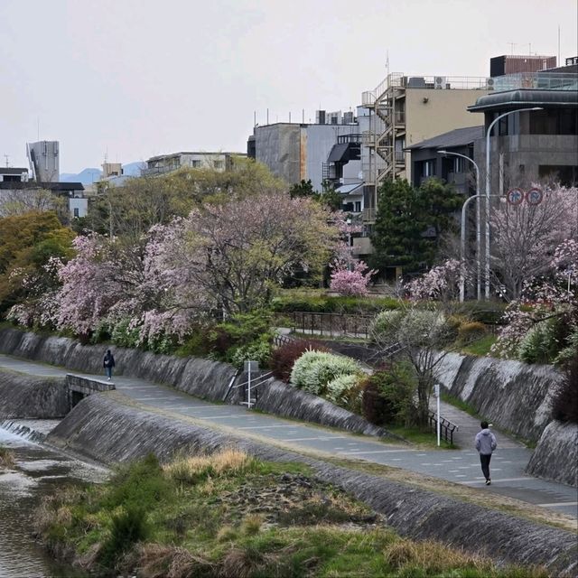 Seriously Sakura River Feels