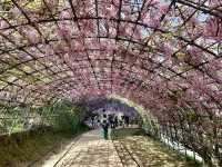 夢幻的紫藤花園