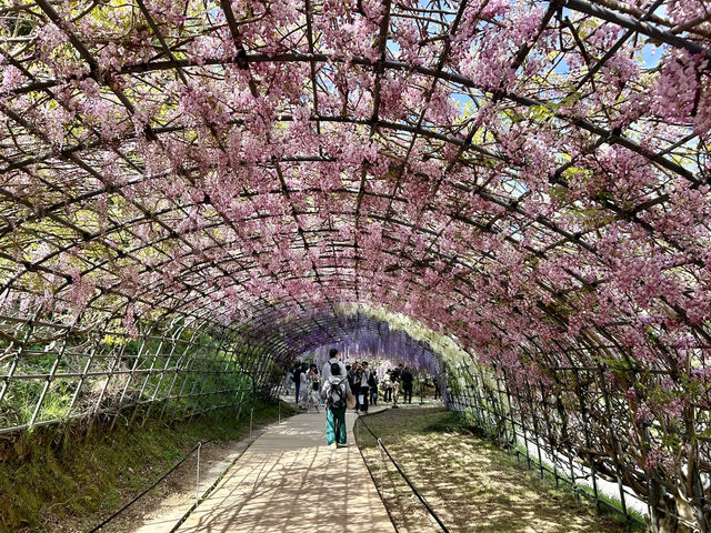 夢幻的紫藤花園