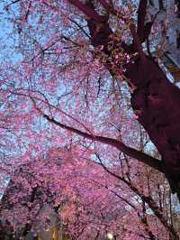 Sakura moments in the middle of the crowd