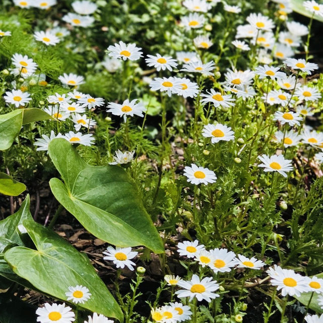 natural view in Yeomiji Botanical Garden