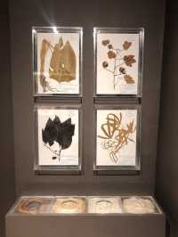 Museum 