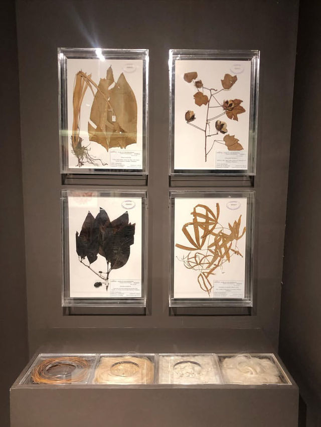Museum 