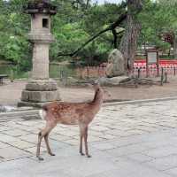 Meeting the Great Buddha: Todaiji