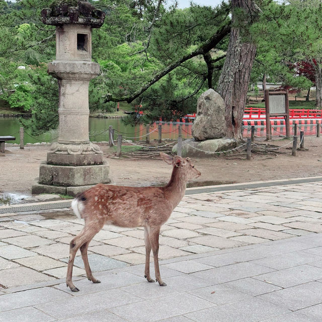 Meeting the Great Buddha: Todaiji