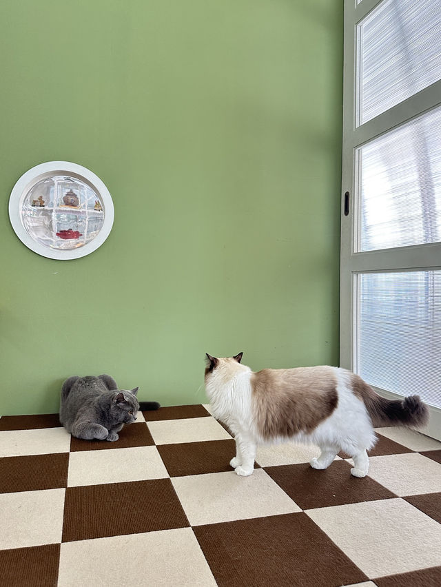 "𝘼𝙉𝙉𝘼 𝙗𝙖𝙠𝙚 𝙖𝙬𝙖𝙮" คาเฟ่ที่มีแมวเอ็นฯ🐈