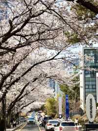 The Aftereffects of Coming Back from Busan... (Including a Travel Guide)