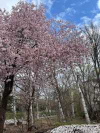 “Sakura of the Mind: Blossoms in the Halls of Thought”