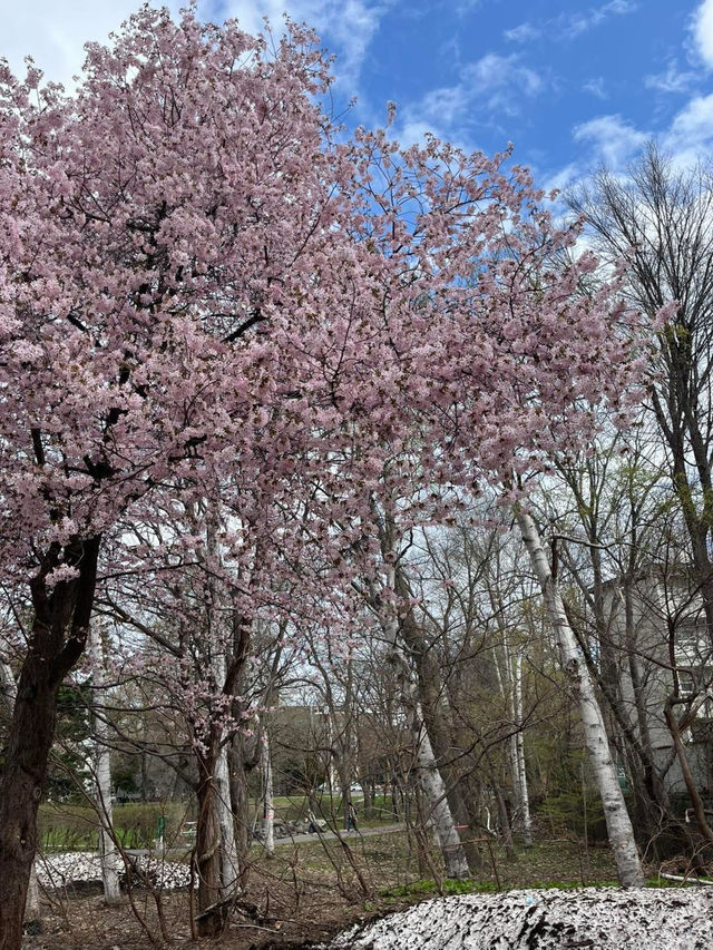 “Sakura of the Mind: Blossoms in the Halls of Thought”