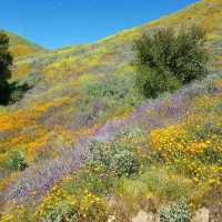 Lake Elsinore Super Bloom – Lake Elsinore, CA