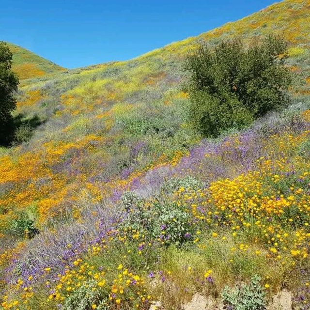 Lake Elsinore Super Bloom – Lake Elsinore, CA