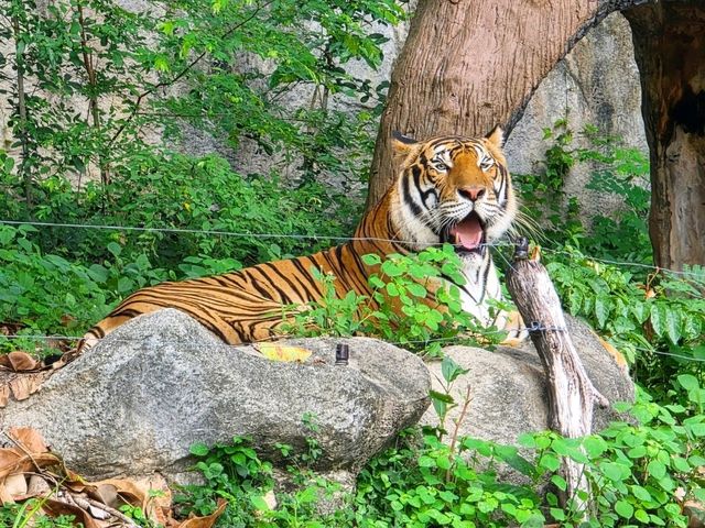 🌳 พาเที่ยวแบบเข้าป่า ที่สวนสัตว์เปิดเขาเขียว 🦒