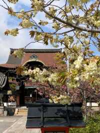 Sakura Spot No One’s Talking About 🌸
