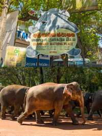 Pinnawala Elephant Orphanage ศูนย์ช่วยช้างถูกทิ้ง🐘