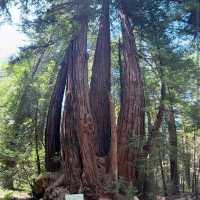 Henry Cowell Redwoods State Park – Felton, CA