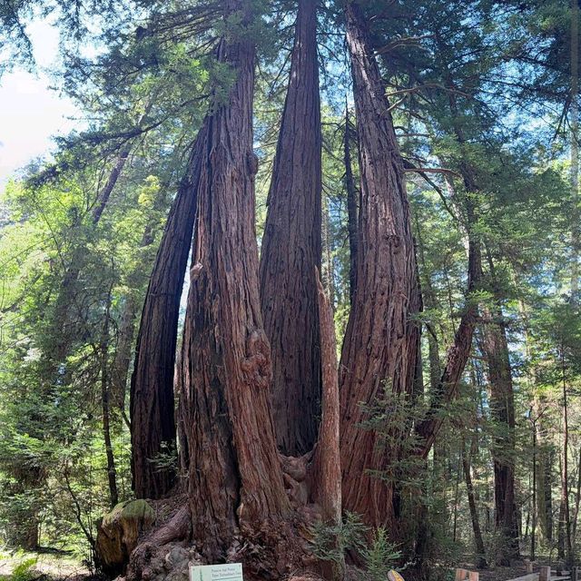 Henry Cowell Redwoods State Park – Felton, CA