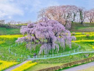 The OG Cherry Blossom Legend 🌸
