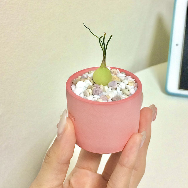 흔하지 않은 식물을 데리고 올 수 있는 사바나 농장 💛