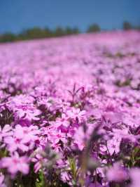 ひがしもこと芝桜公園で春の絶景体験！ピンクのじゅうたんに包まれる感動スポット