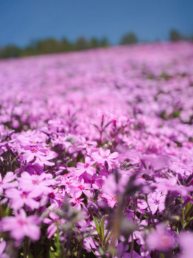 ひがしもこと芝桜公園で春の絶景体験！ピンクのじゅうたんに包まれる感動スポット