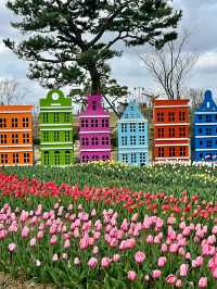 Pyeongtaek in Bloom: A Tranquil Cherry Blossom Retreat