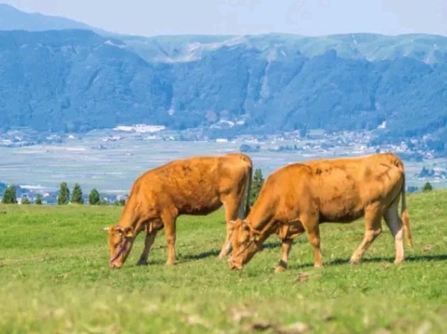 Aso – Life in the Shadow of a Sleeping Giant