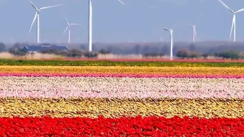 Noordoostpolder Tulip Fields: A Hidden Gem in Full Bloom — traveler post in Flevoland