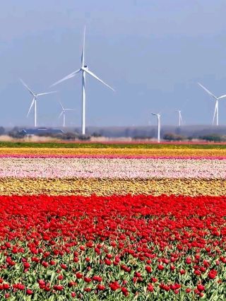 Noordoostpolder Tulip Fields: A Hidden Gem in Full Bloom