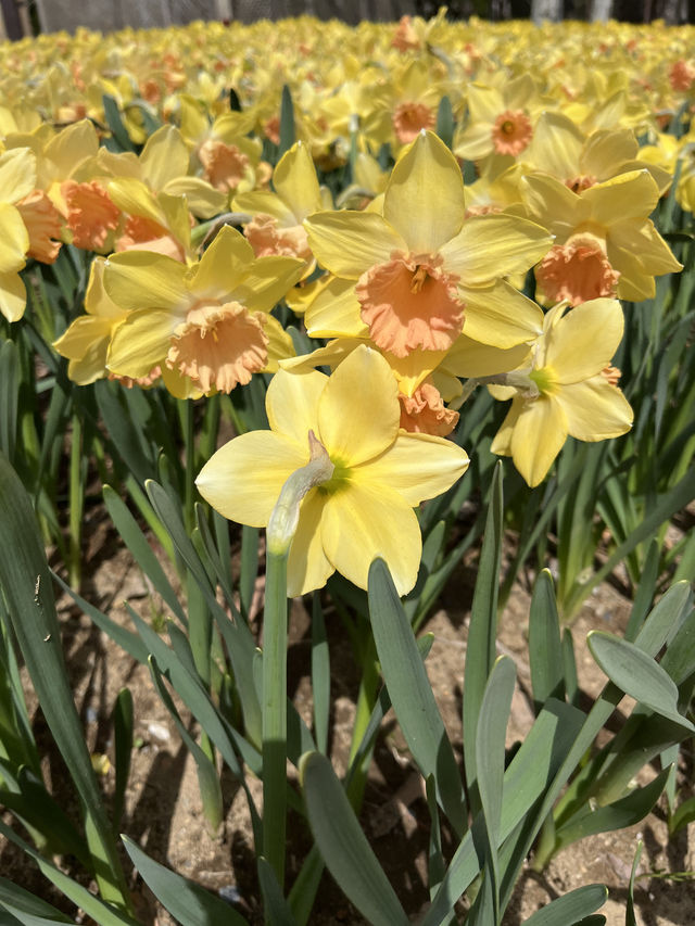 🌸【春日花季攻略】國營常陸海濱公園｜錯過粉蝶花也不怕，鬱金香、櫻花、童話風車一次收服你的鏡頭！