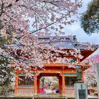 SHIMIZU PARK: CHIBA’S CHERRY BLOSSOM WONDERLAND 🌸🏞️✨