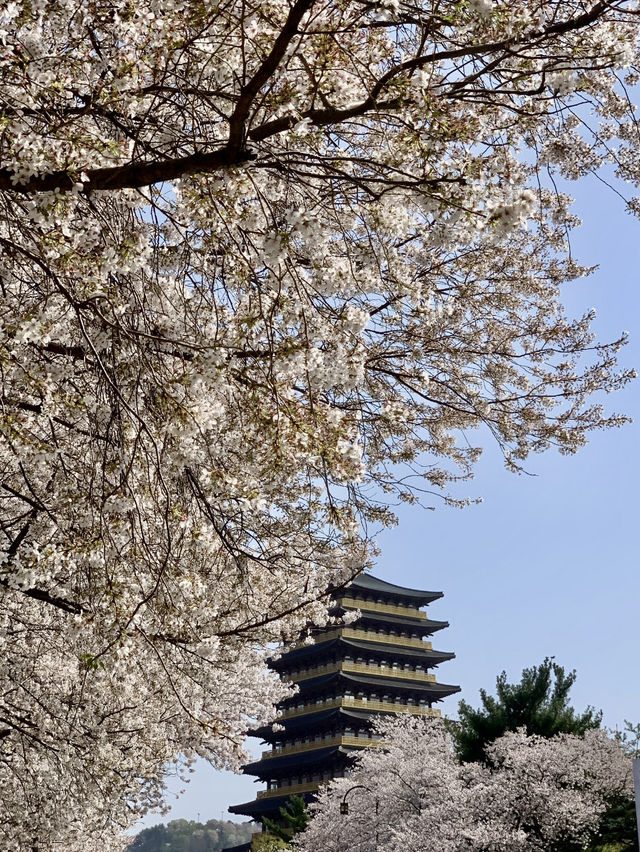 Gyeongju’s Picture-Perfect Spot – Cherry Blossoms & Jungdo Tower in One Frame