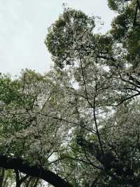 上野恩賜公園繡球花季｜東京綠意的浪漫詩篇