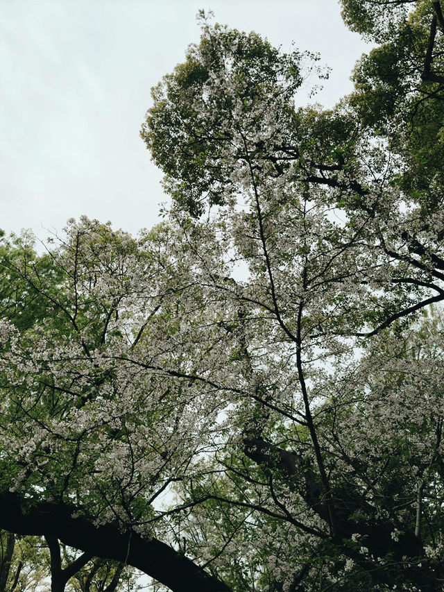 上野恩賜公園繡球花季｜東京綠意的浪漫詩篇