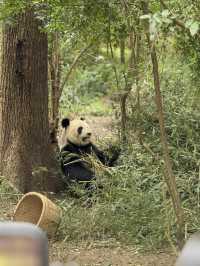 Trip to chengdu 