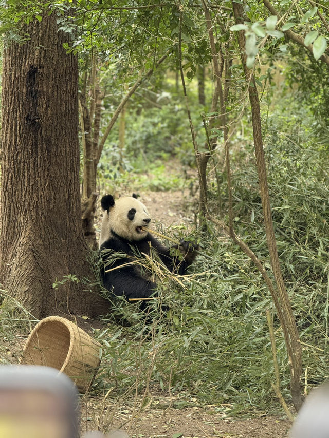 Trip to chengdu 