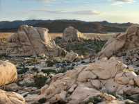 Hiking Among the Joshua Trees