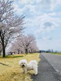 The Yuuyuu Park